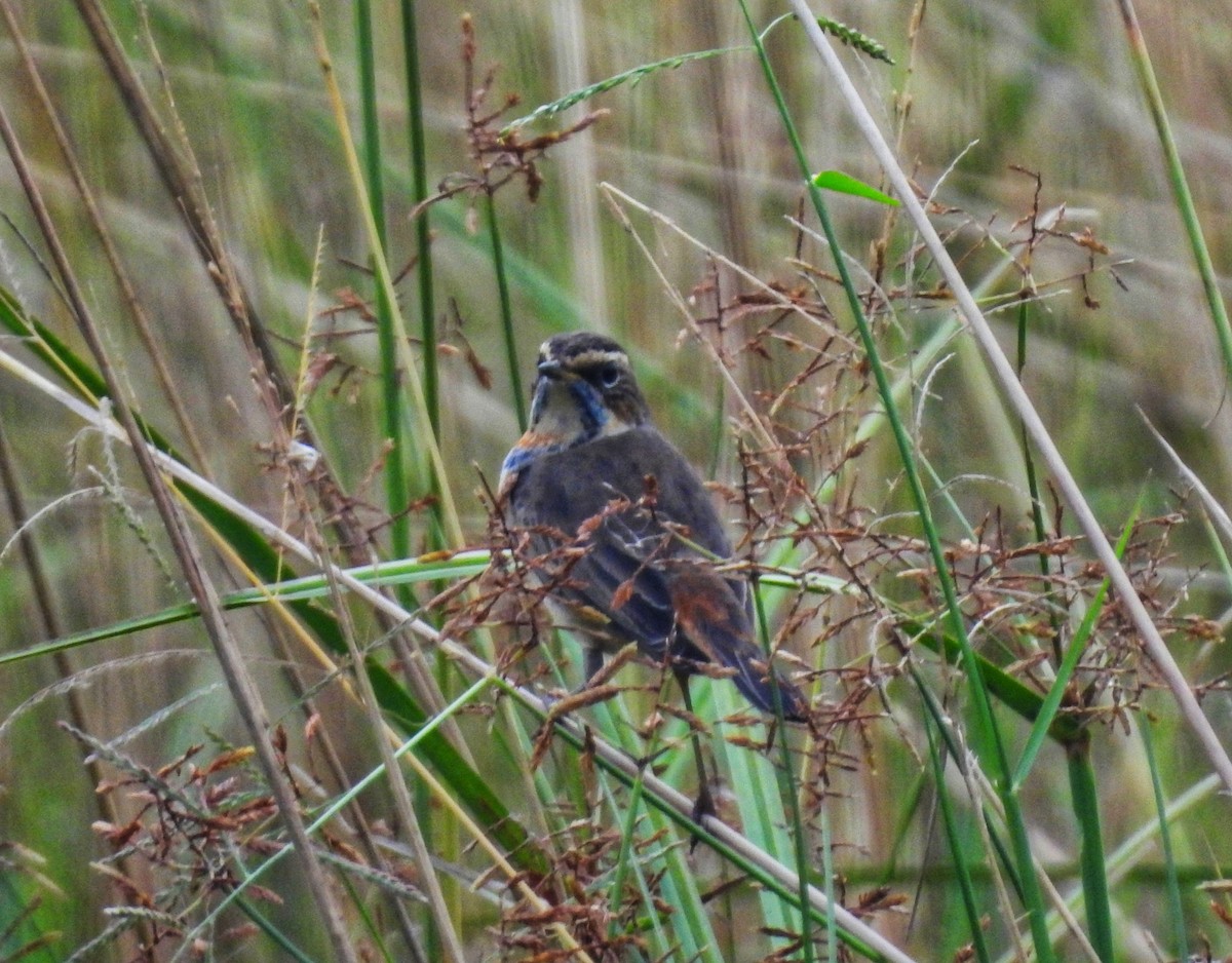 Bluethroat - ML644685560
