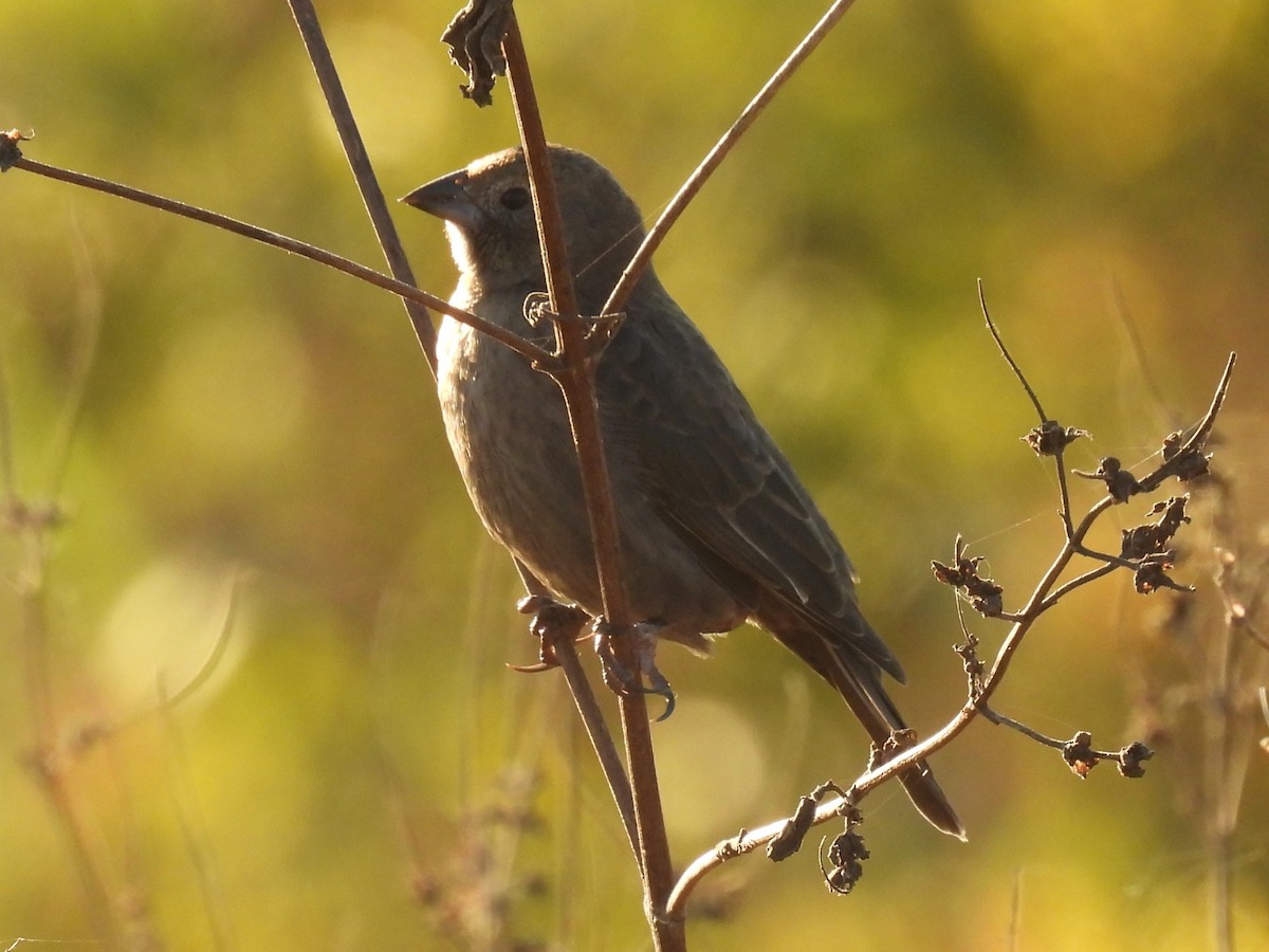 Brown-headed Cowbird - ML644685565