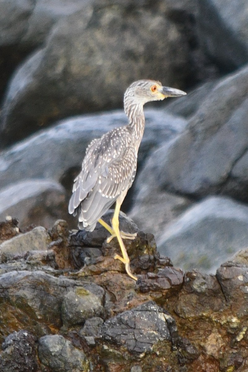 Yellow-crowned Night Heron - ML644685567