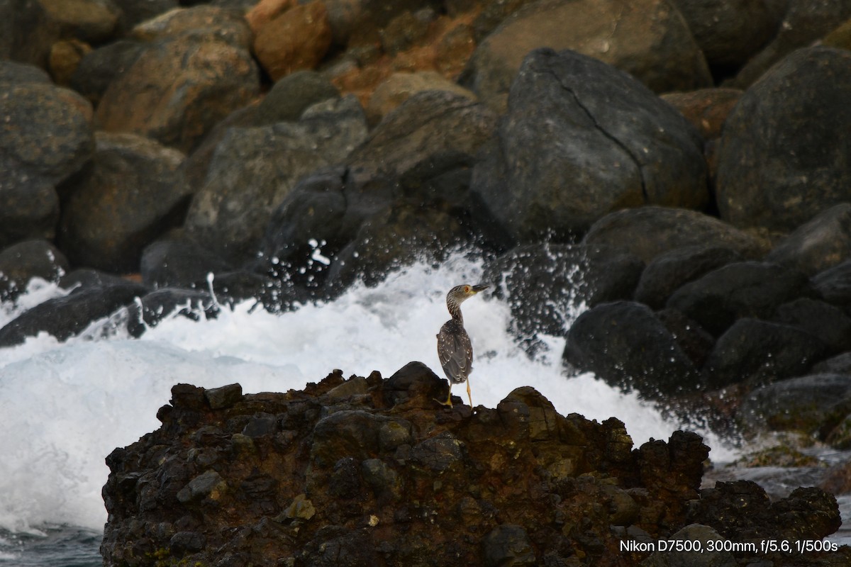 Yellow-crowned Night Heron - ML644685568