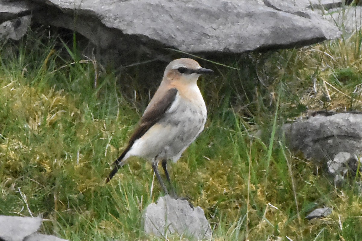 Northern Wheatear - ML644685570