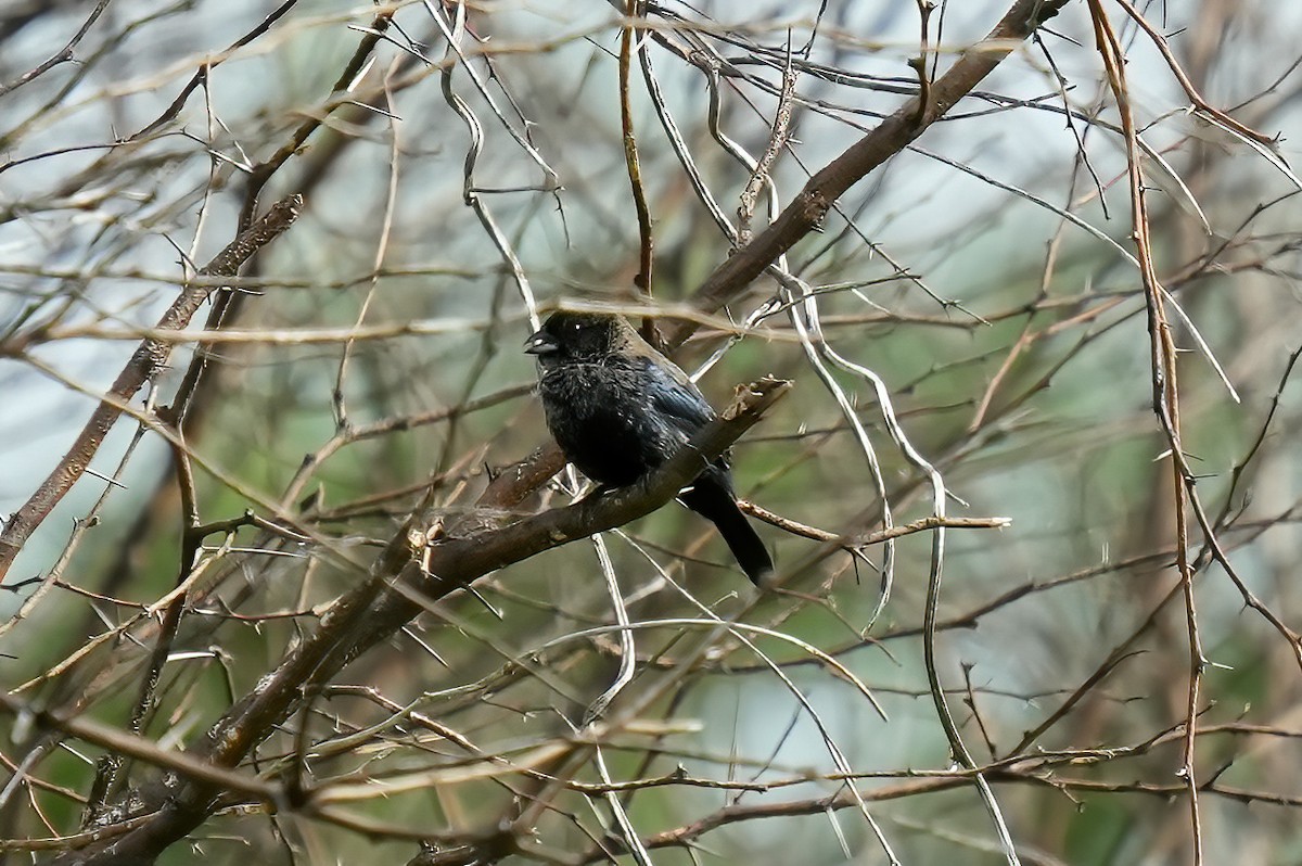 Blue-black Grassquit - ML644685571