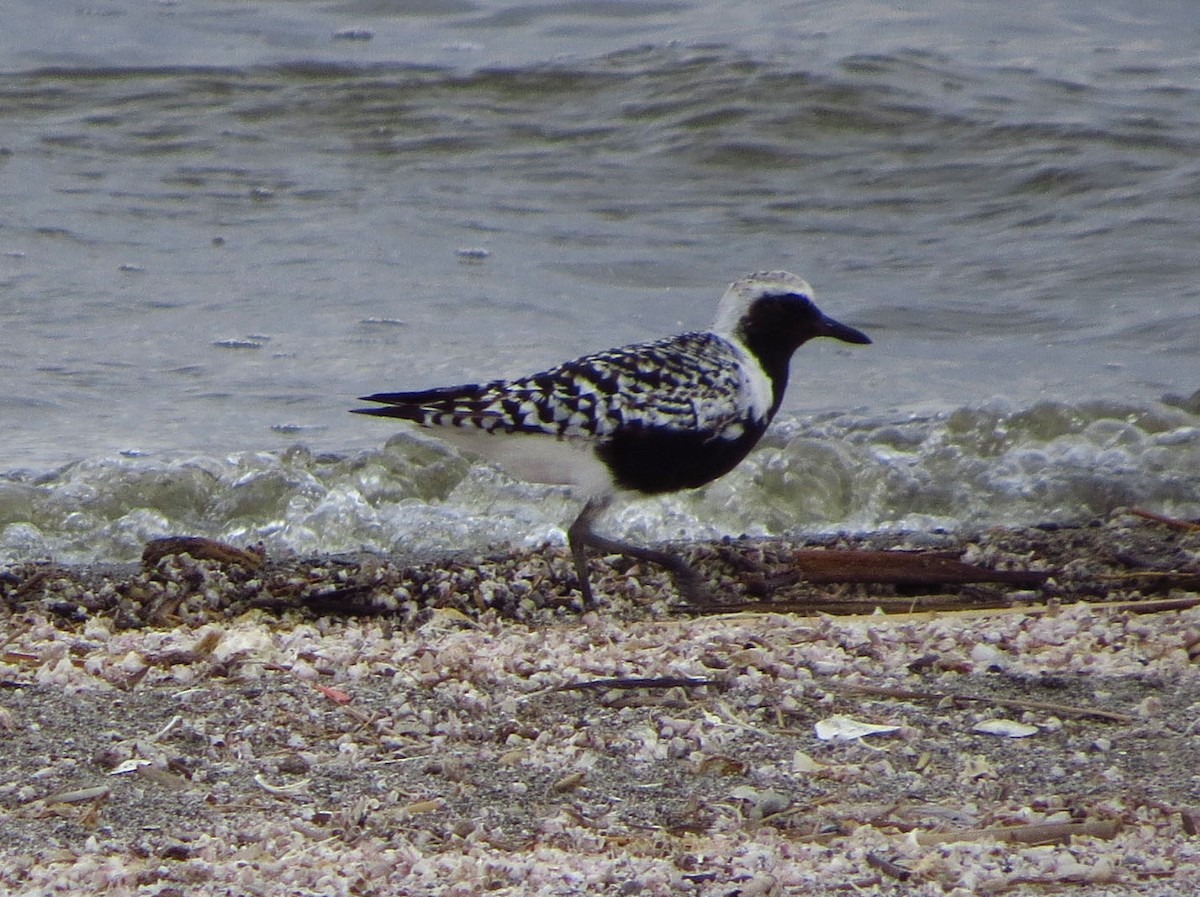 Black-bellied Plover - ML644685573