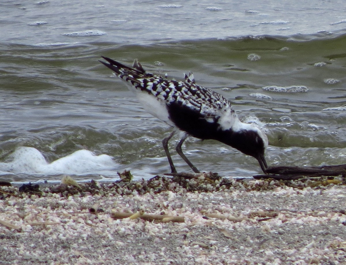 Black-bellied Plover - ML644685574