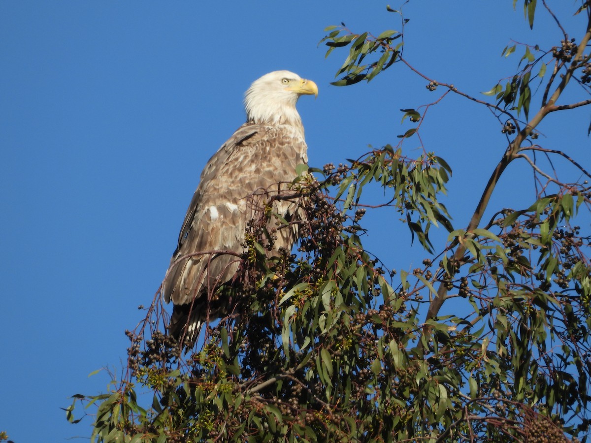 Bald Eagle - ML644685576