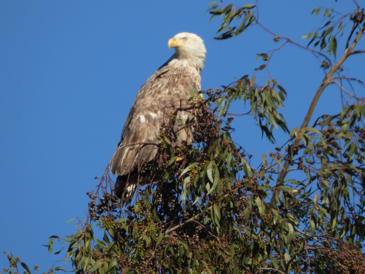 Bald Eagle - ML644685577
