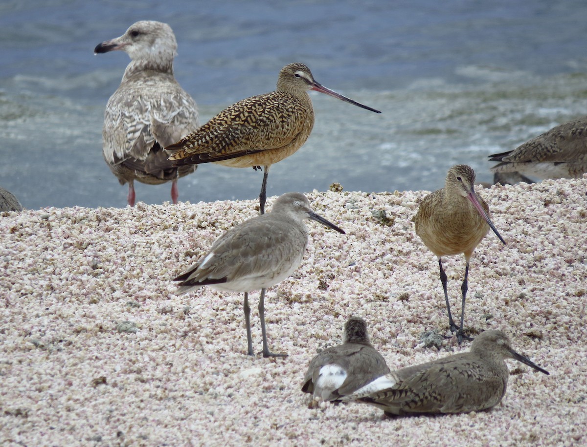 Willet - ML644685579