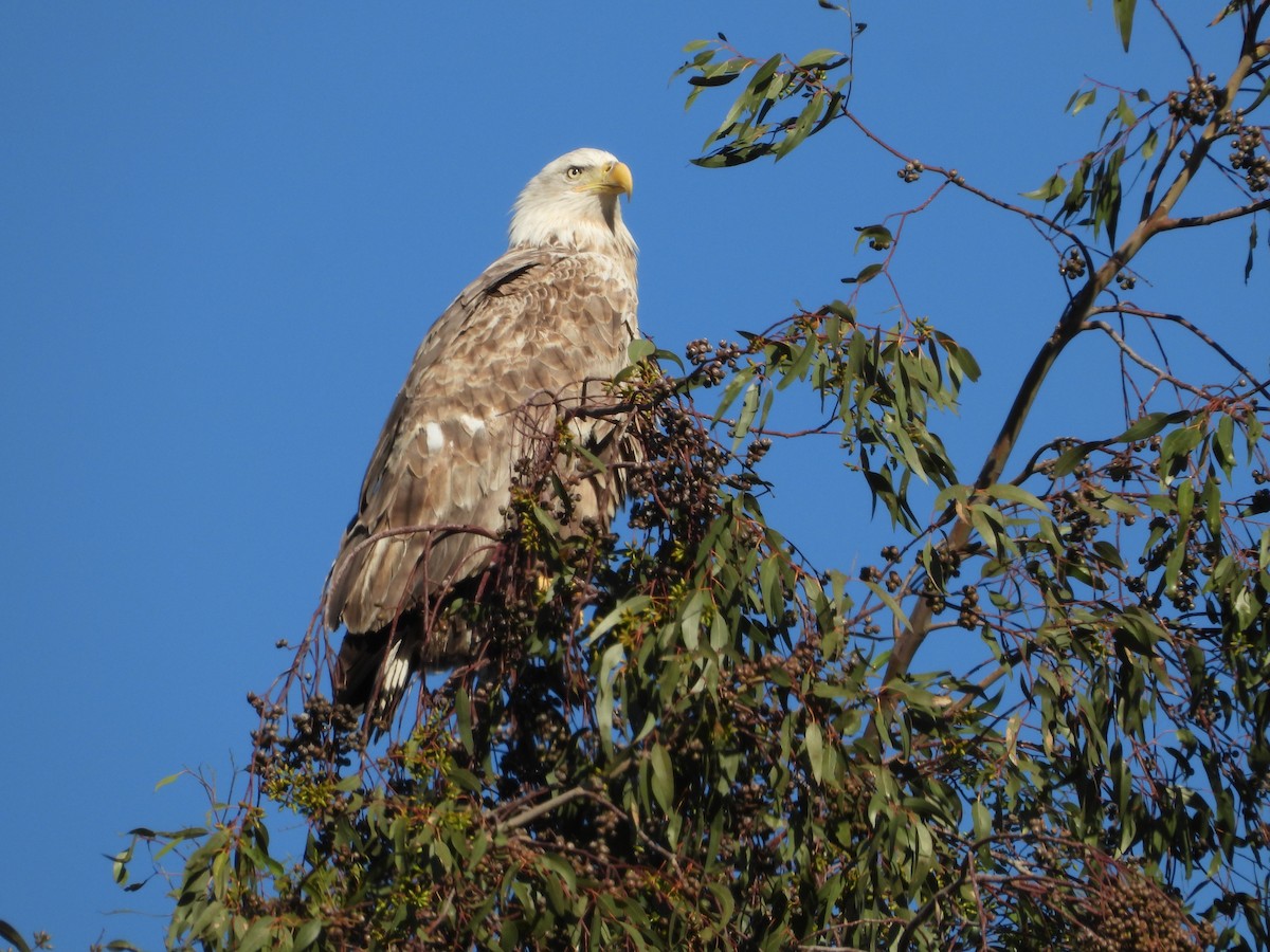 Bald Eagle - ML644685585