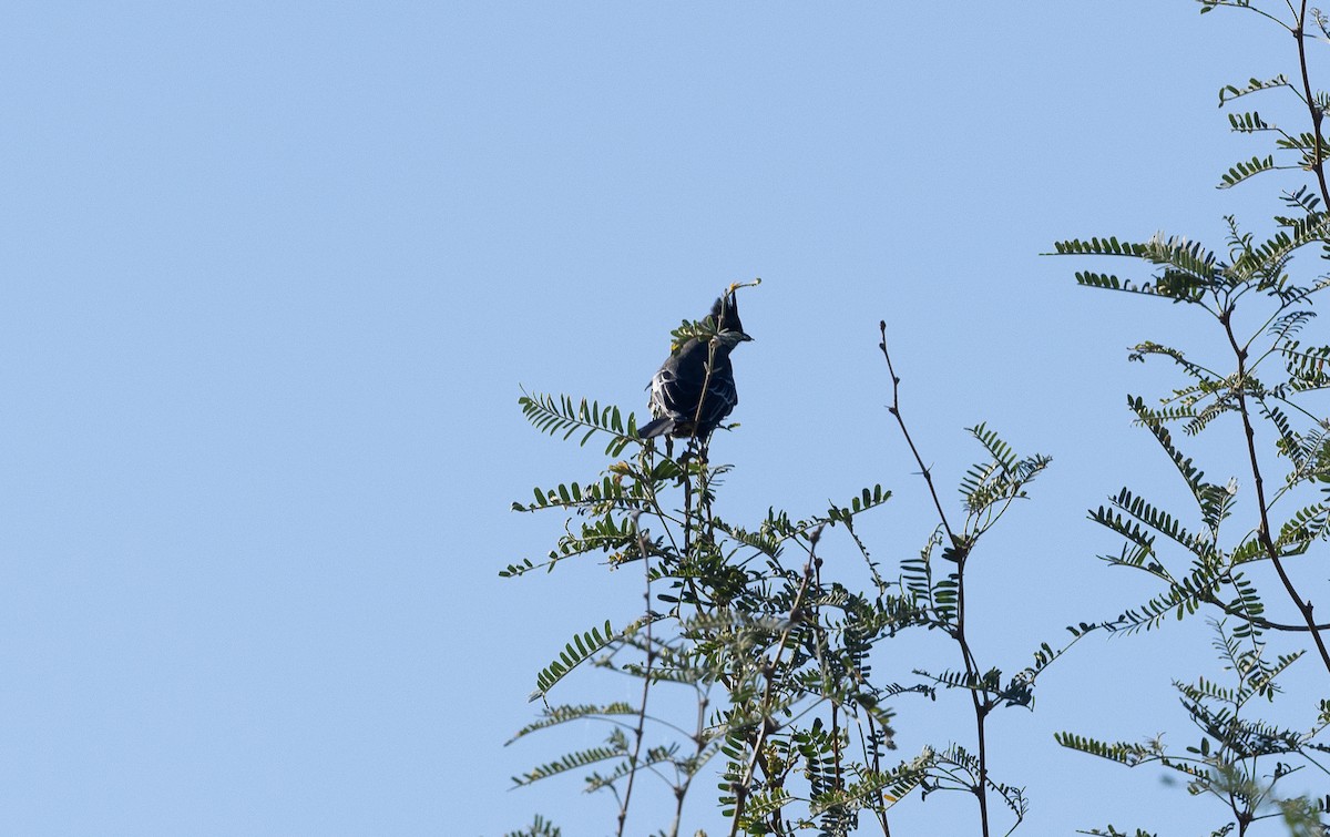 Phainopepla - ML644685586