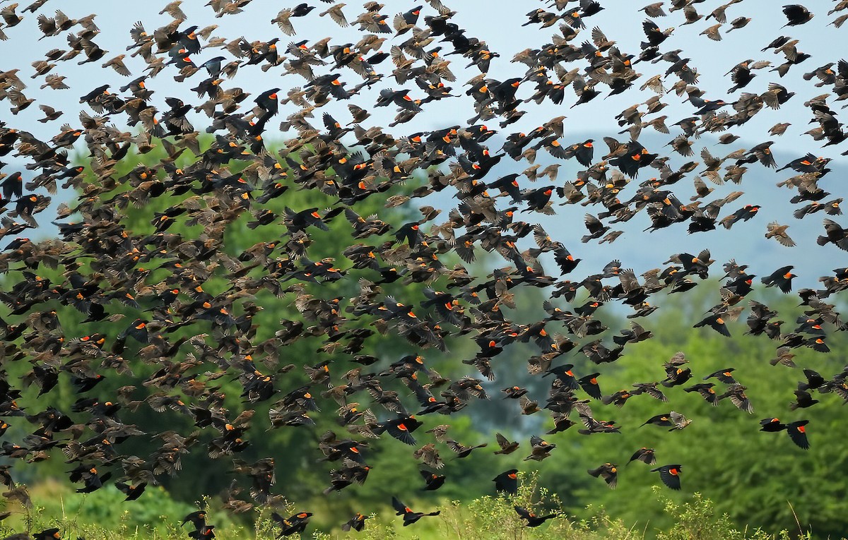 Red-winged Blackbird - ML644685587