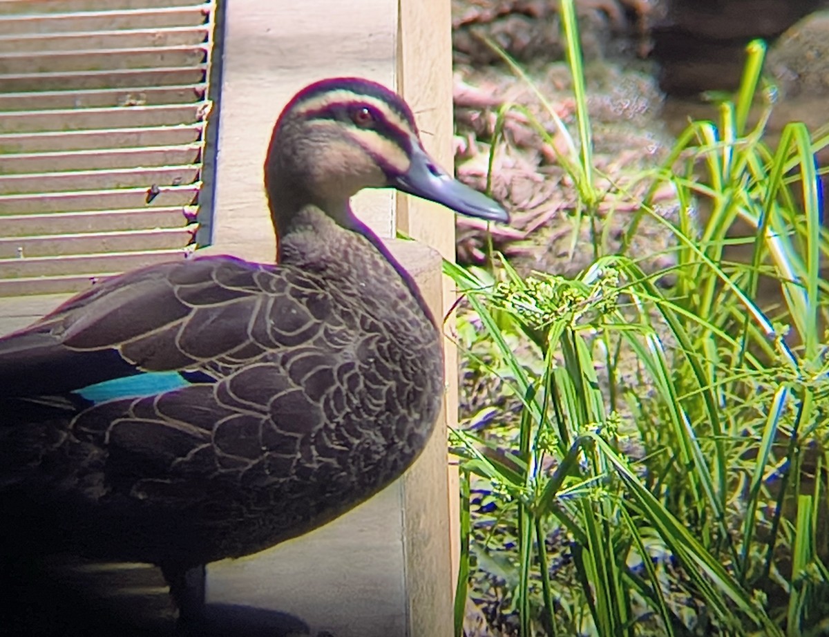 Pacific Black Duck - ML644685588