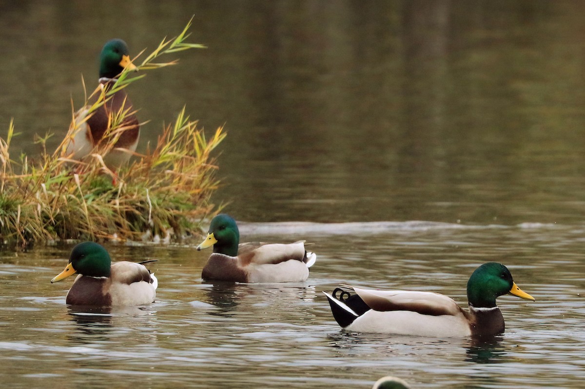 Mallard - ML644685590