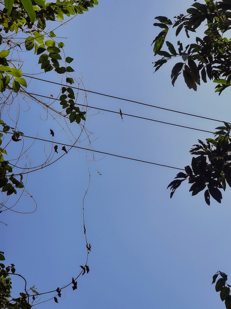 Asian Green Bee-eater - ML644685591