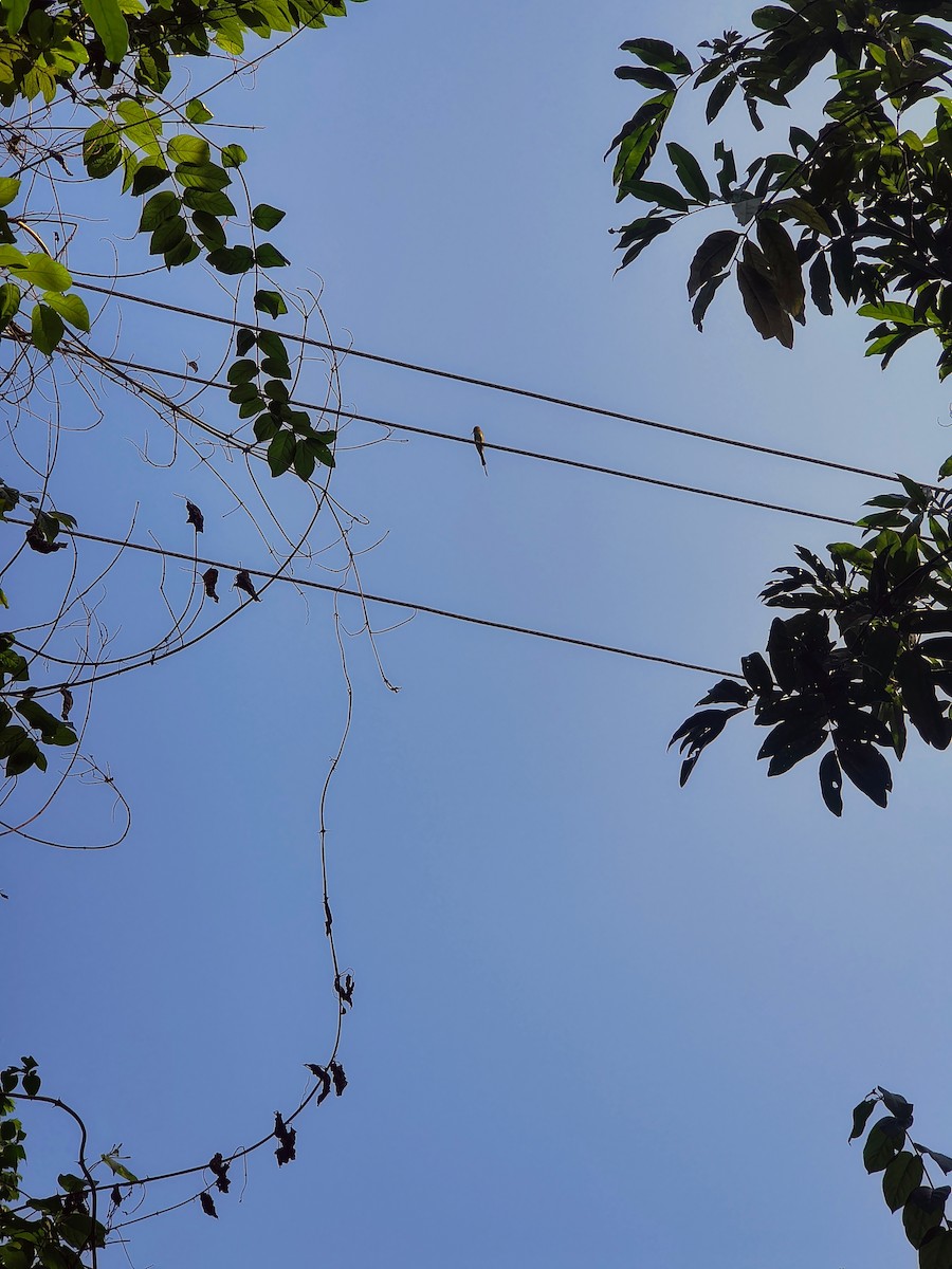 Asian Green Bee-eater - ML644685592