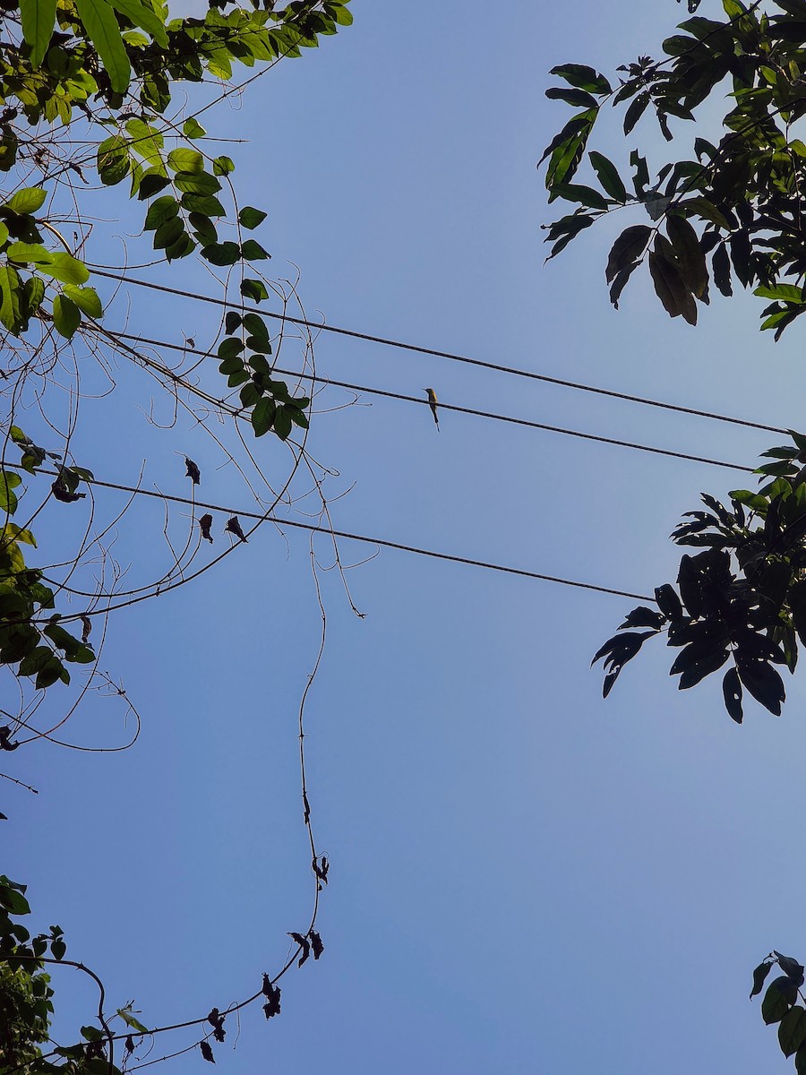 Asian Green Bee-eater - ML644685593