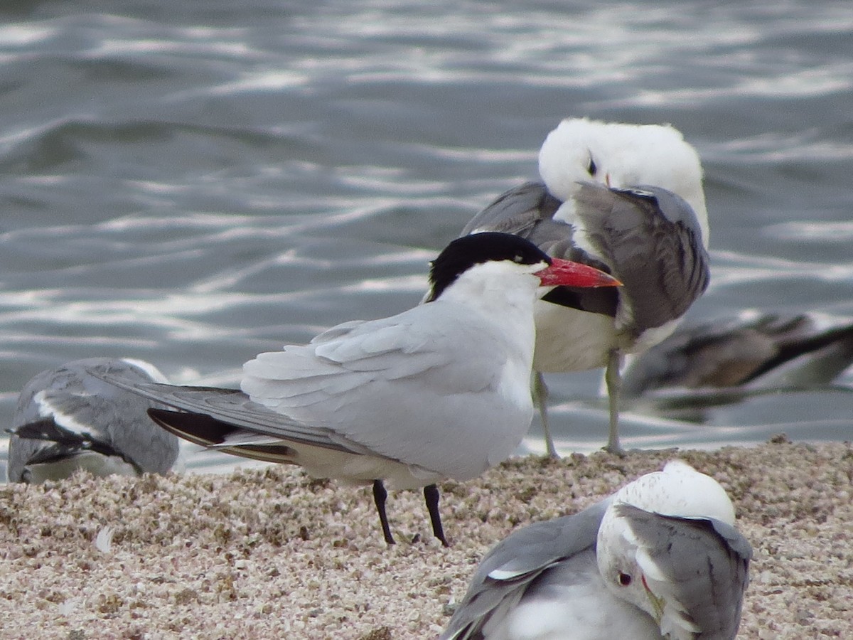 Caspian Tern - ML644685596