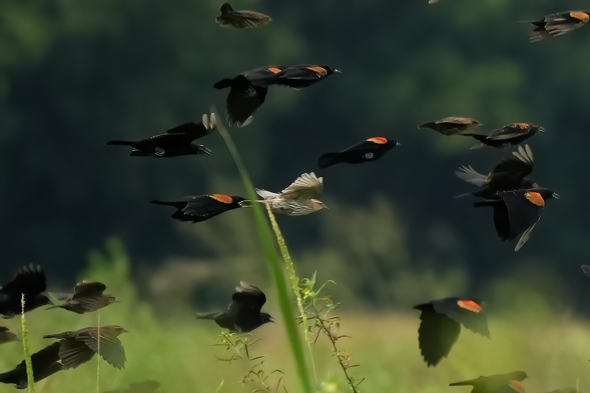 Red-winged Blackbird - ML644685598