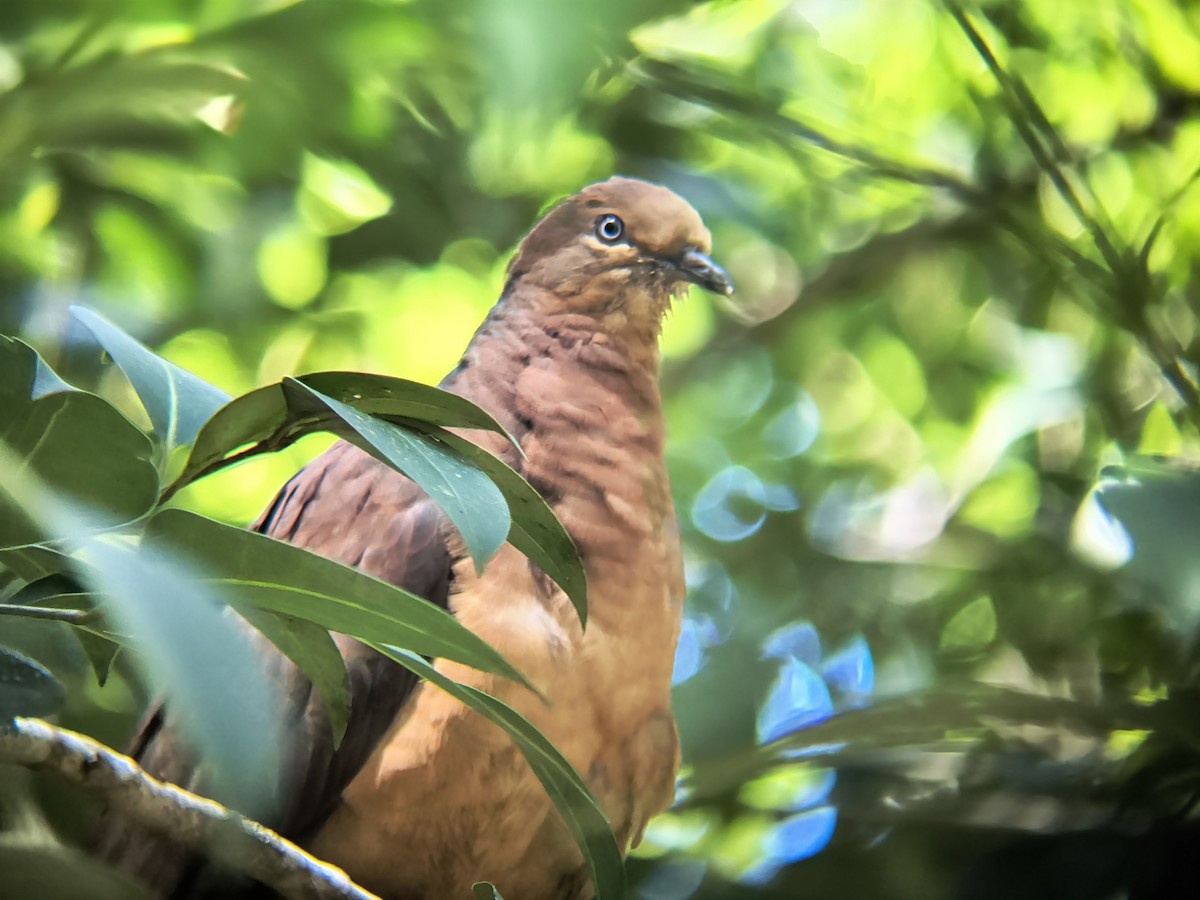 Brown Cuckoo-Dove - ML644685600