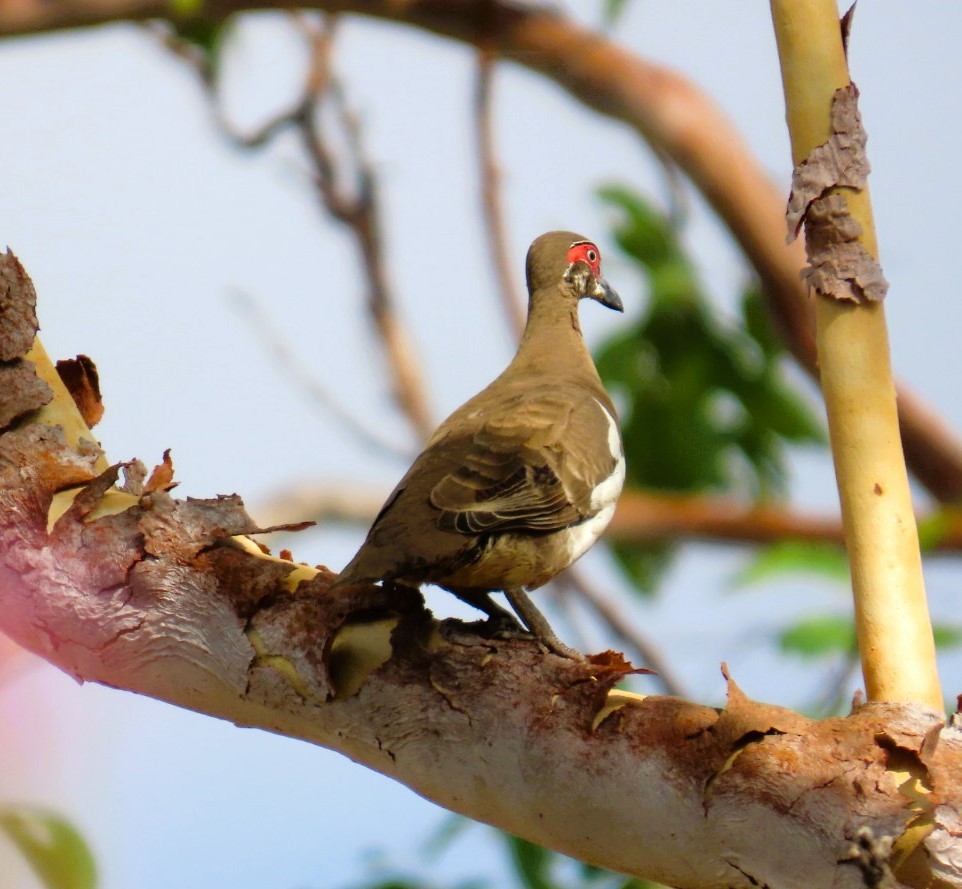 Partridge Pigeon (Red-faced) - ML644685601