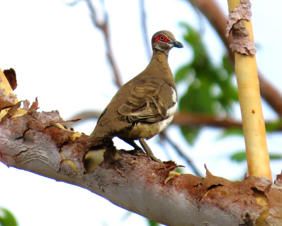 Partridge Pigeon (Red-faced) - ML644685603