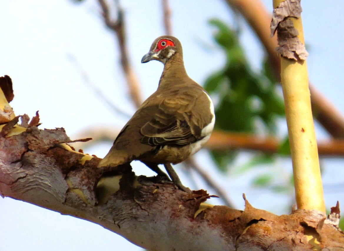 Partridge Pigeon (Red-faced) - ML644685604