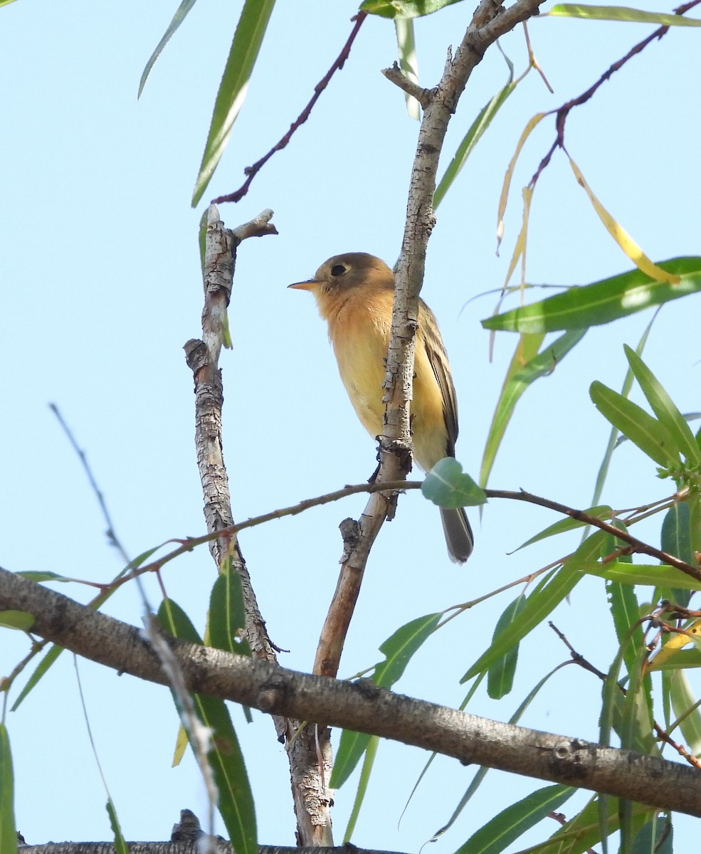 Buff-breasted Flycatcher - ML644685608