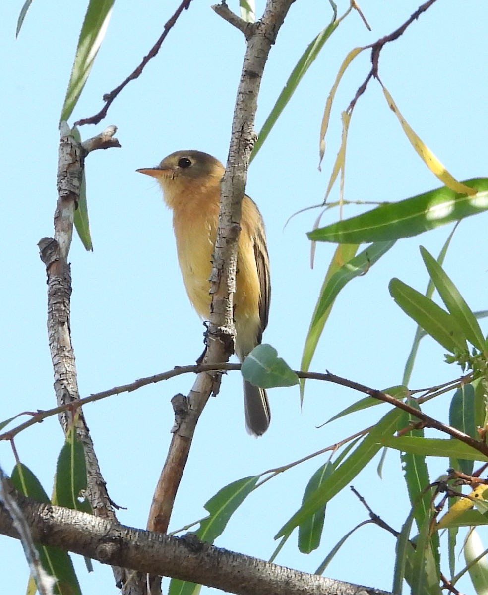 Buff-breasted Flycatcher - ML644685609