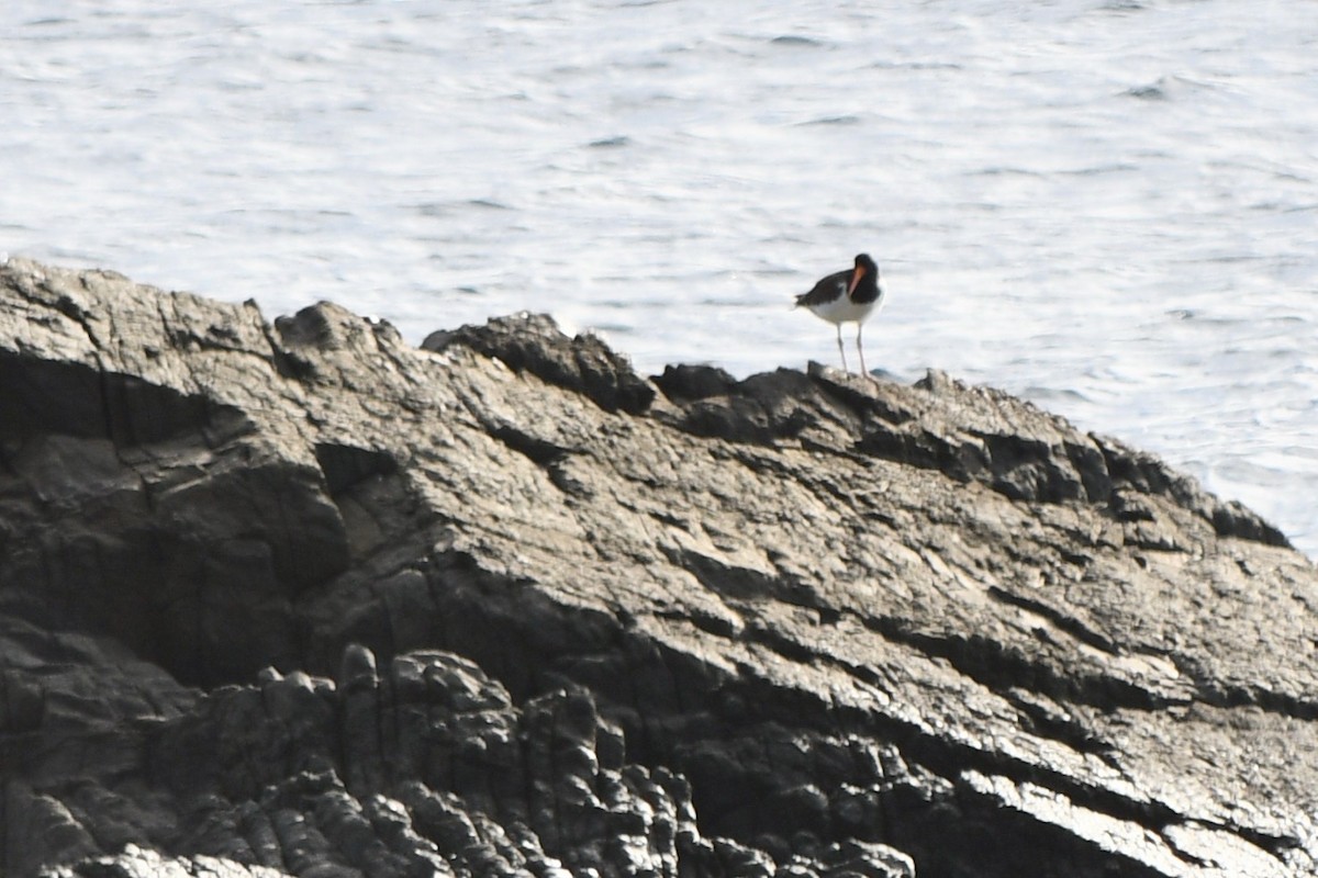 American Oystercatcher - ML644685610