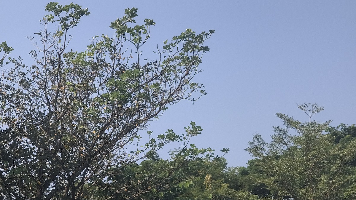 Хар доронго - ML644685611