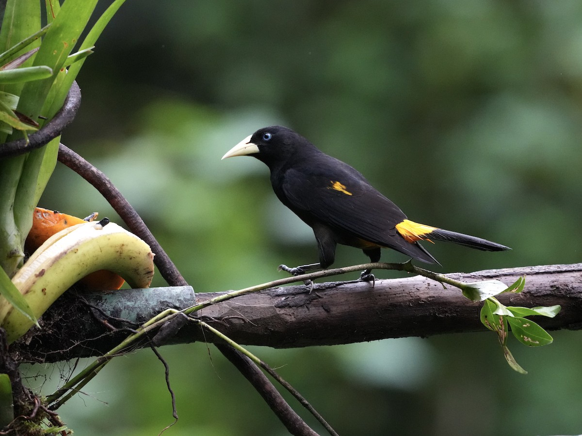 Yellow-rumped Cacique - ML644685615