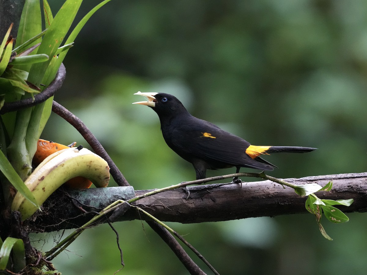 Yellow-rumped Cacique - ML644685616