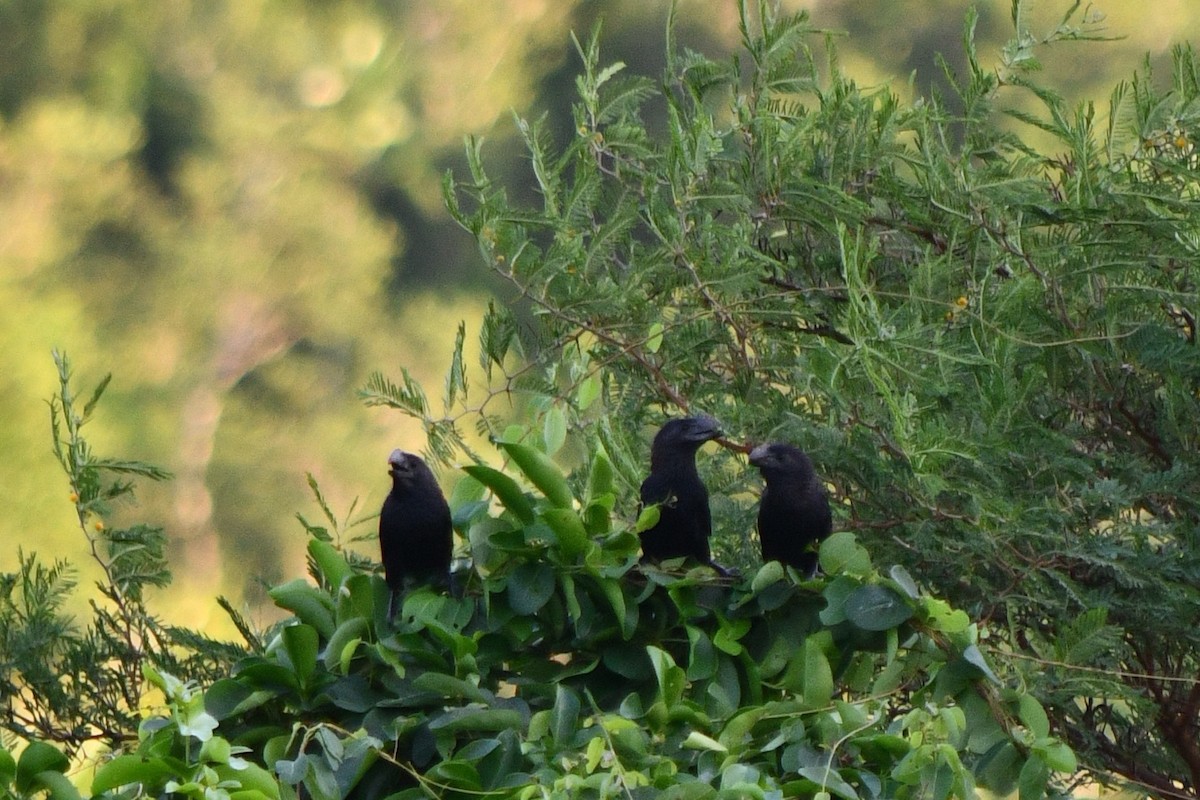 Smooth-billed Ani - ML644685617