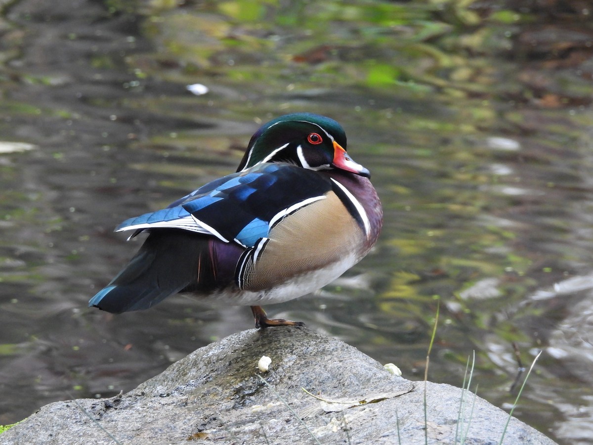 Wood Duck - ML644685618