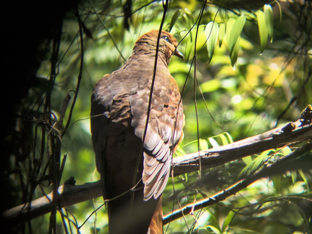 Brown Cuckoo-Dove - ML644685619