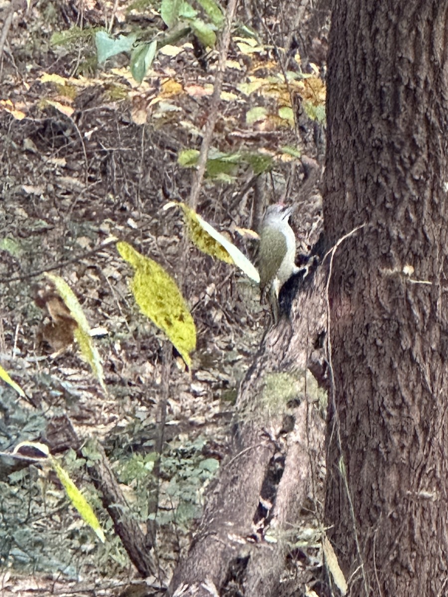 Буурал тоншуул - ML644685620