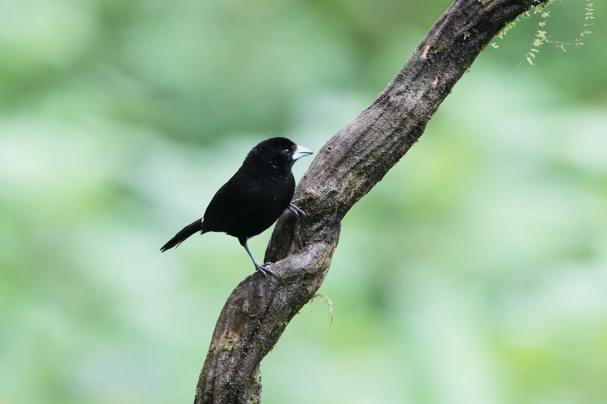 Flame-rumped Tanager - ML644685622