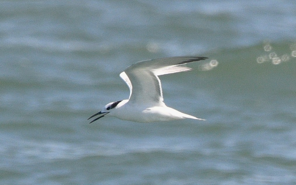 Sandwich Tern - ML644685623