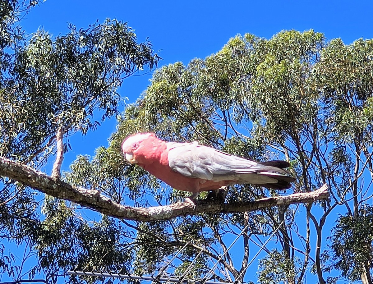 Galah - ML644685624