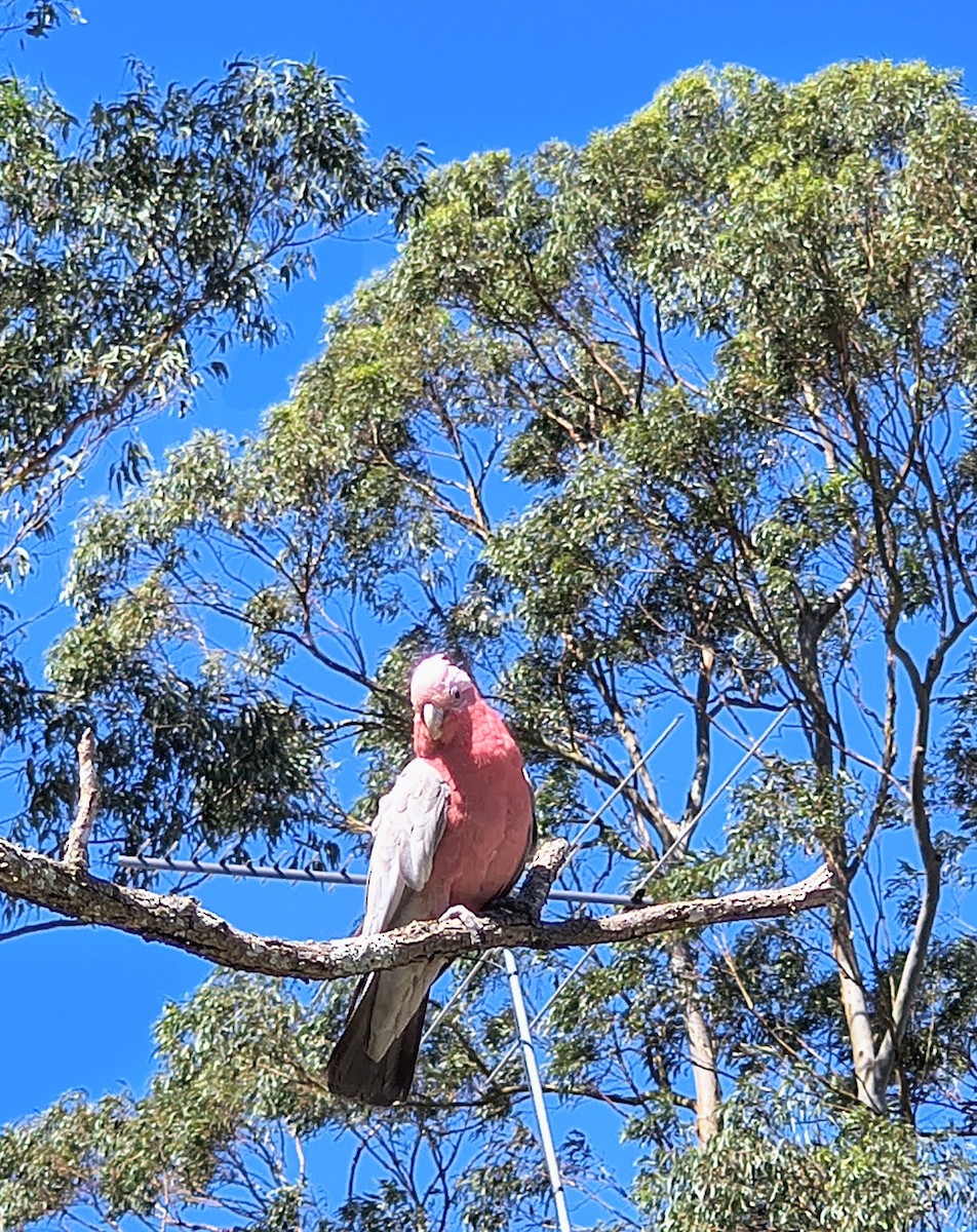 Galah - ML644685625