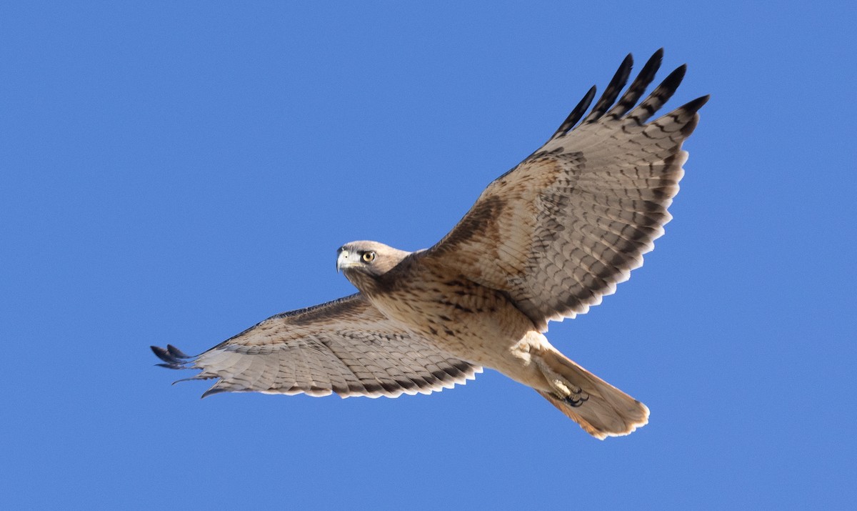 Red-tailed Hawk - ML644685626
