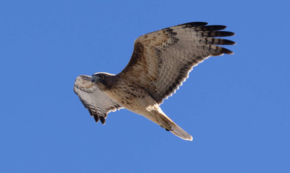 Red-tailed Hawk - ML644685627