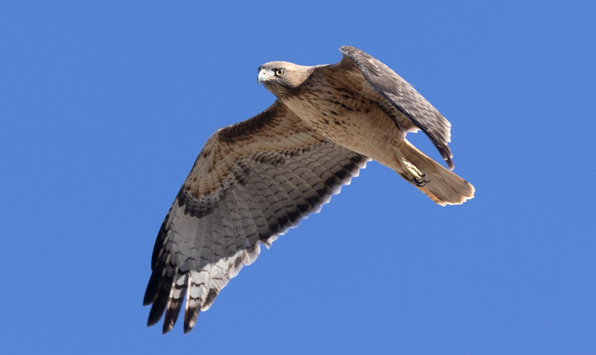 Red-tailed Hawk - ML644685628