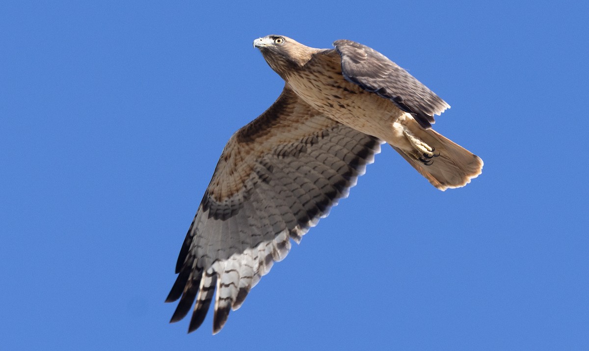 Red-tailed Hawk - ML644685631