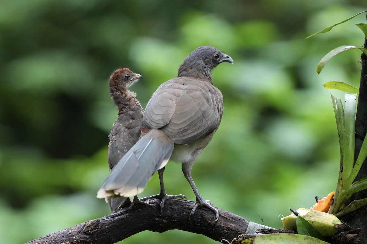 Gray-headed Chachalaca - ML644685636