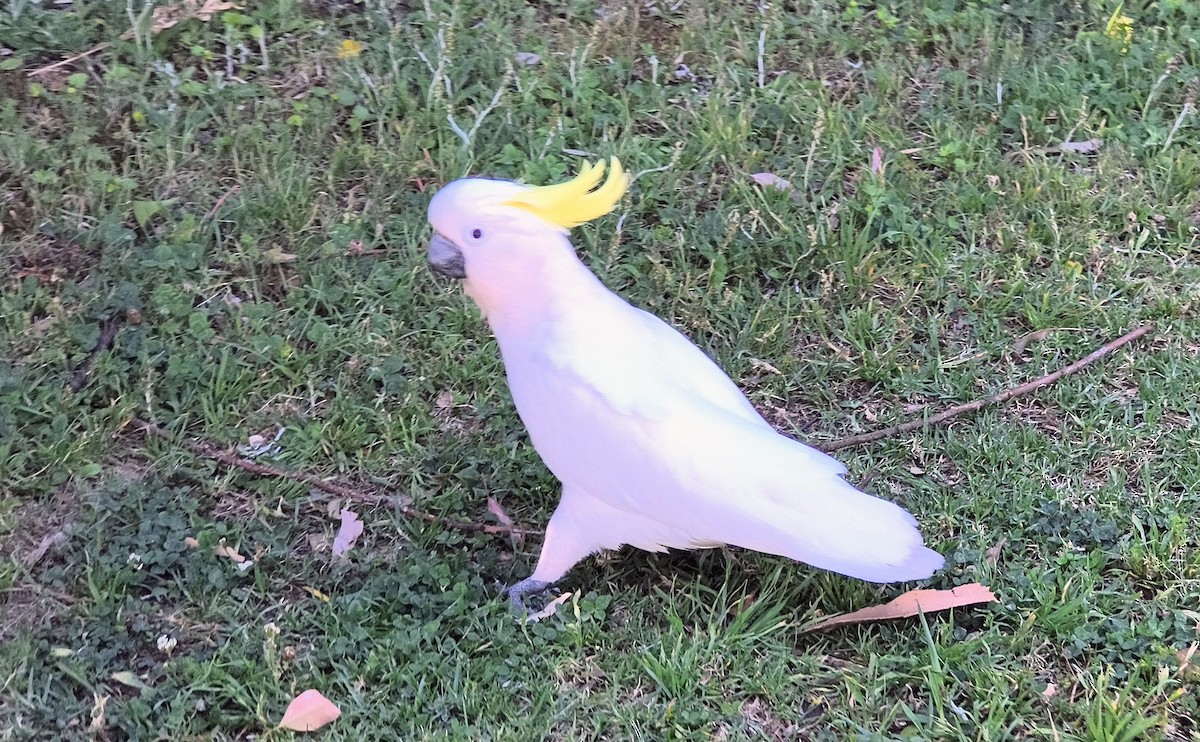 Sulphur-crested Cockatoo - ML644685637