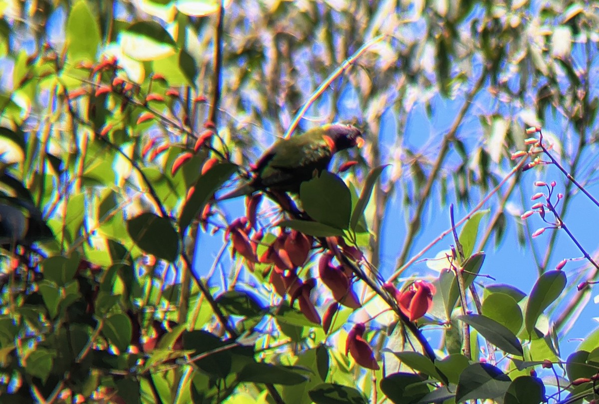 Rainbow Lorikeet - ML644685638