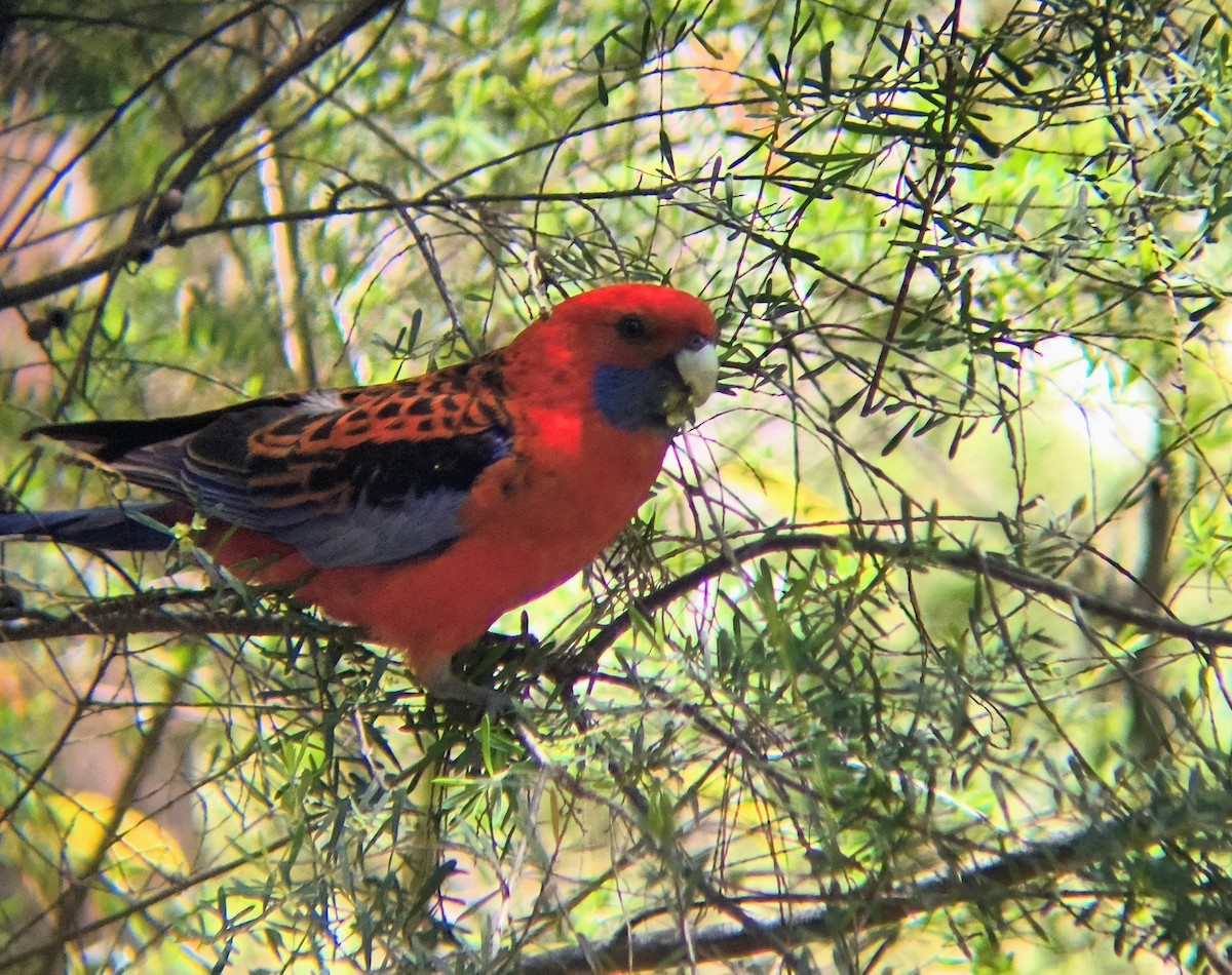 Australian King-Parrot - ML644685639