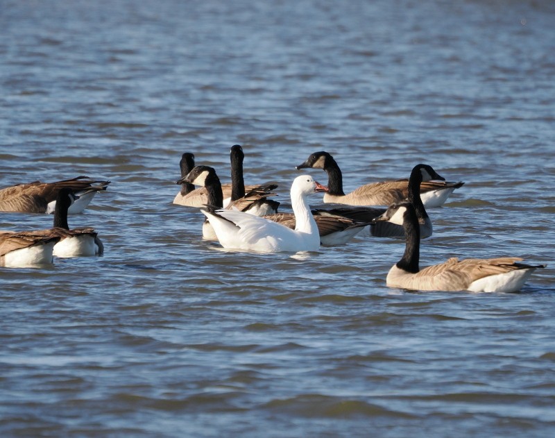 Цасны галуу - ML644685640