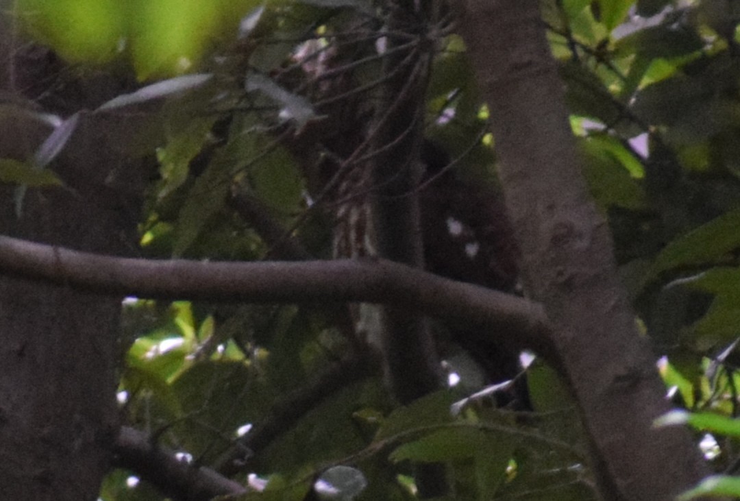 褐鷹鴞 - ML644685643