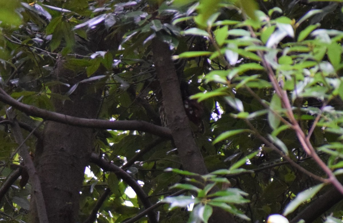 褐鷹鴞 - ML644685644